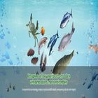 Symclosene TCCA 30% Water Disinfection Chemicals For Fishes Shrimps Aquafarms